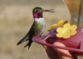 Broadtail hummingbird says yum yum